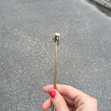 4_blomma.JPG